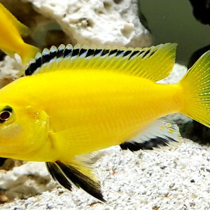 Labidochromis