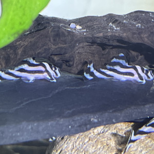 Hypancistrus zebra L46