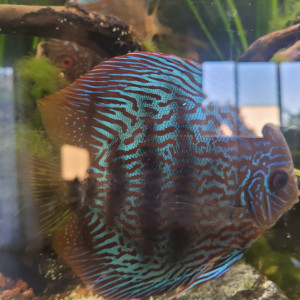 Discus