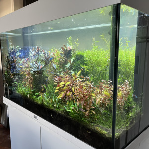 Aquarium Juwel 125L, aquascaping planté et habité