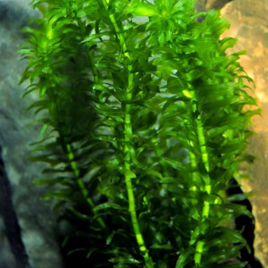 Egeria densa