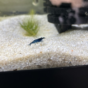 Neocaridina bleue