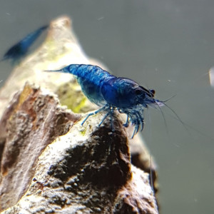 Crevette Neocaridina Blue Velvet