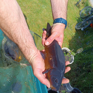 Carpes koi