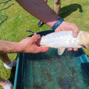 Carpes koi