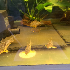 Corydoras sterbai adultes reproducteur