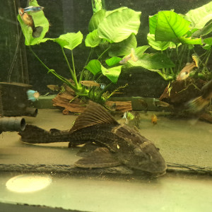 Pleco 30cm adulte