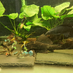 Pleco 30cm adulte