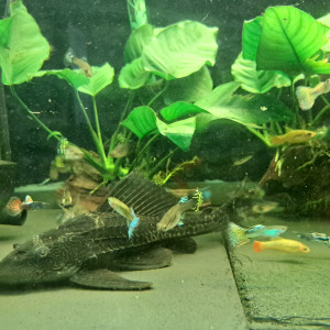 Pleco 30cm adulte