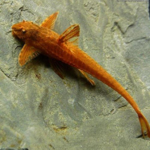Rineloricaria red