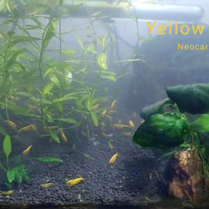 12 Neocaridina Yellow Néon