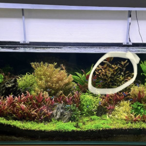 Plant aquarium ludwigia repens