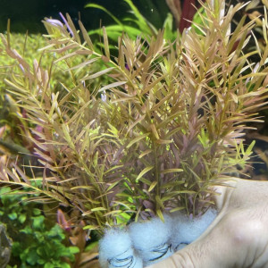 Plant aquarium rotala h’ra