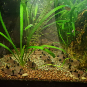 Lot de 6 Corydoras Panda