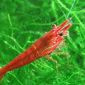 Vends crevettes red chery