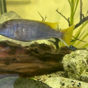 Vends poissons cichlidés bleu et jaune