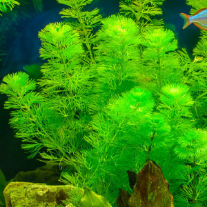 Plantes d'aquarium à croissance rapide