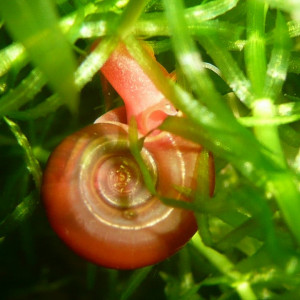 Escargot aquarium taille moyenne