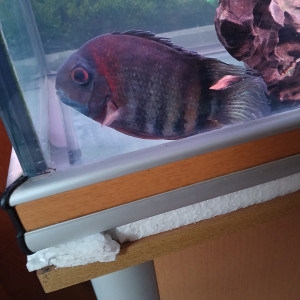 Couple heros severum