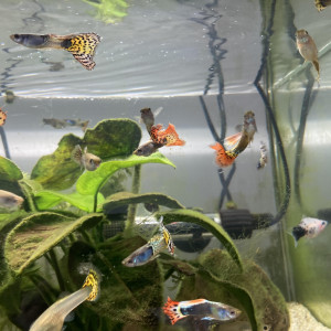 A vendre: Guppys