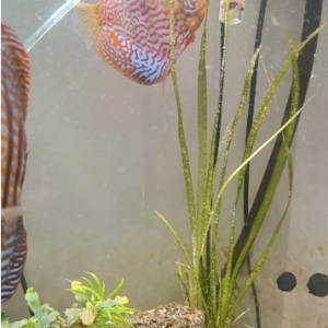 discus couple et discus