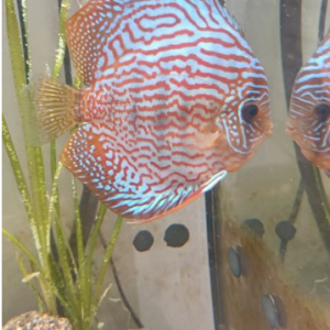 discus couple et discus