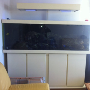 Vends Aquarium 600 Litres équipé très beau meuble fait sur mesure