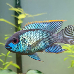 Acara Bleu