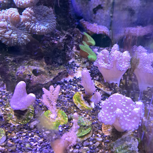 Divers coraux mous et gorgonnes à vendre