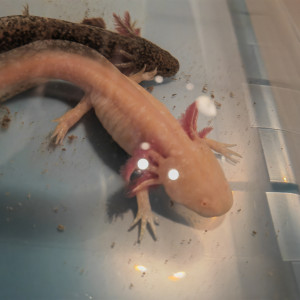 Axolotls