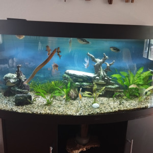 Donne aquarium complet 450 l