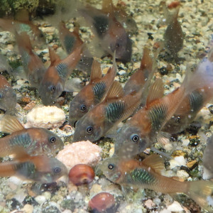 Corydoras Orange Venezuela