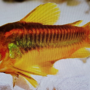 Corydoras GOLDS ou CW010