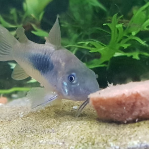 CORYDORAS AENEUS BRONZE