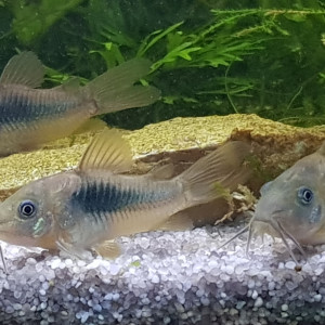 CORYDORAS AENEUS BRONZE