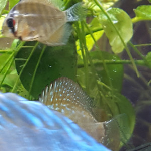 Discus