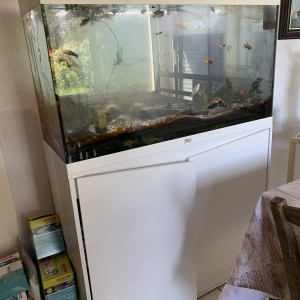 Donne aquarium équipé avec poissons