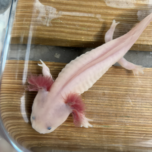 Axolotls juvéniles (Nancy).