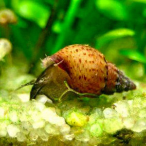 Escargots Granifera Tarebia