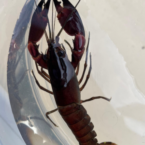 Cherax papou