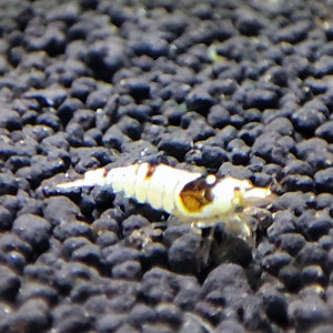 caridina cristal black