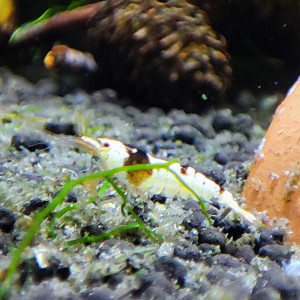 caridina cristal black