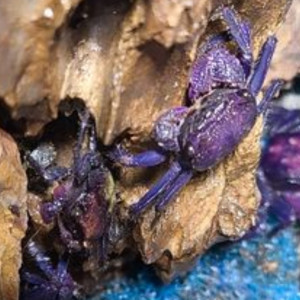 Crabes vampires Dennerle violet