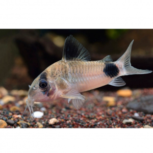 Corydoras panda