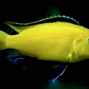 Donne poisson cichlidés Malawi jaunes