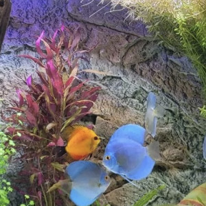 Discus blue diamond