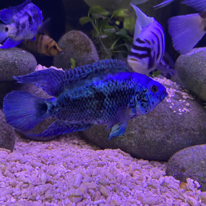 Superbes électric blue jack dempsey