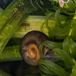 Donne escargots d'eau douce.