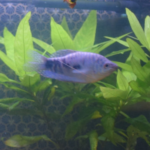 Gourami bleu