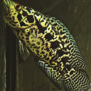 Cichlide jaguar